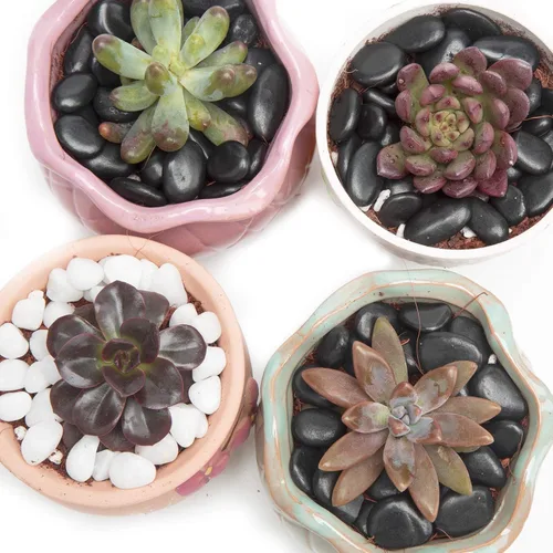 Vista 4 de Piedras pequeñas negras – Piedras decorativas para plantas de roca, piedras pulidas naturales de 3/8 pulgadas, grava para suculentas, grava