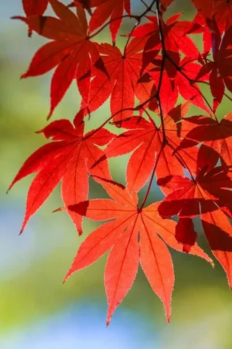 Vista 5 de Planta viva de arce rojo japonés, árbol de 1 a 2 pies de alto en maceta de 3 pulgadas, arce rojo enano ornamental al aire libre para paisajismo