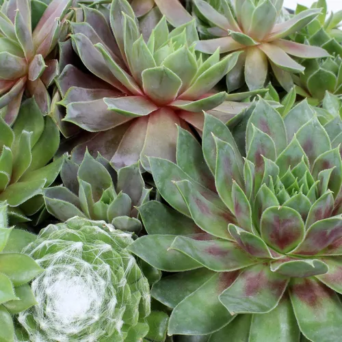 Vista 8 de Altman Plants Planta suculenta viva sempervivum no tóxica, regalo en maceta decorativa de 8 pulgadas, suculentas reales para cultivar, gallinas