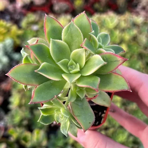 Vista 7 de Green Aeonium - Planta suculenta viva en maceta de 2 pulgadas, suculenta roseta, fácil de interior y exterior Sandy Well-Drained Soil, Zones 9-11