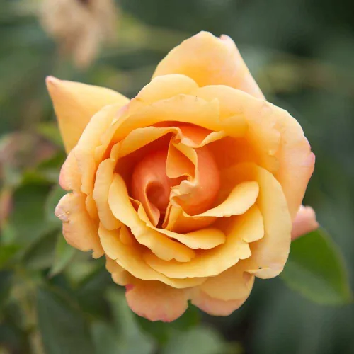 Vista 5 de Heirloom Roses Rose Plant - Apricot Candy™ Apricot Rose Bush, Té híbrido Planta viva para plantar al aire libre