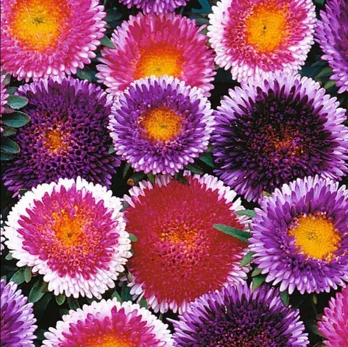 Vista 2 de Semillas Aster Moon Mix Flores Anuales
