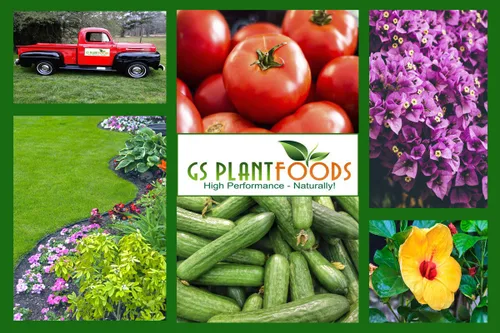 Vista 7 de GS PLANT FOODS Kelp + Yucca Liquid Plant Food Fertilizante orgánico agente humectante para huerto, césped, plántulas, plantas de interior y cultivo