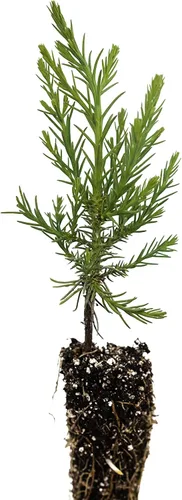 Vista 3 de Plantón pequeño de secoya gigante (sequoiadendron giganteum)