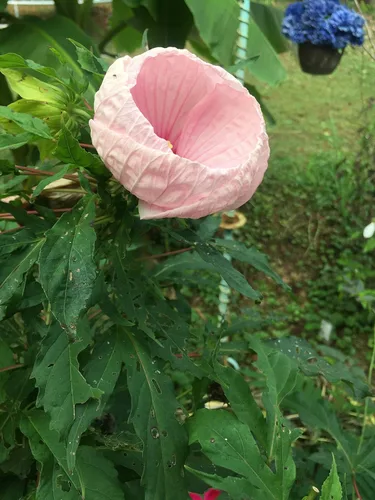 Vista 7 de UPC0764425787105 - Semillas de hibisco tropical, rosa gigante (Hibiscus rosa-sinensis) de Robsrareandgiantseeds UPC0764425787105 sin OMG, orgánico