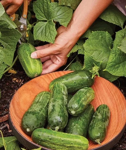 Vista 11 de Burpee "Marketmore 76" - Semillas de pepino para rebanar, 125 semillas No-GMO, Heirloom