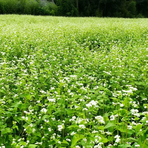 Vista 2 de Mountain Valley Seed Co Semillas de trigo sarraceno, 1 libra ~ 15,000
