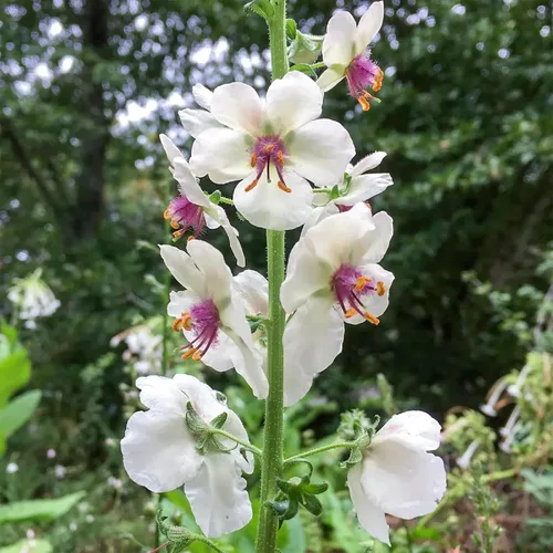 Vista 3 de CHUXAY GARDEN Verbascum Blattaria Seed - 50 semillas de polilla gordolobo flor encantadoras flores blancas atraen mariposas y abejas añadiendo un