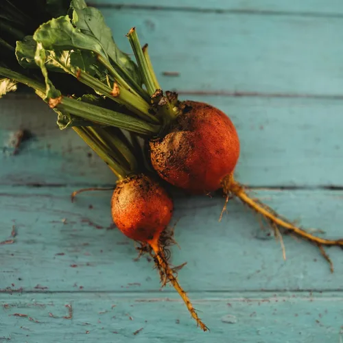Vista 7 de Golden Detroit Beet - 50 semillas - Variedad de reliquia y polinizada abierta, semillas de vegetales sin OMG para plantar en interiores o exteriores