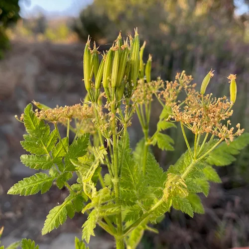 Vista 4 de Plant Good Seed Sweet Cicely Seeds - Paquete de 20 semillas tradicionales para plantar flores, suministros de jardinería, jardín de hierbas, flores