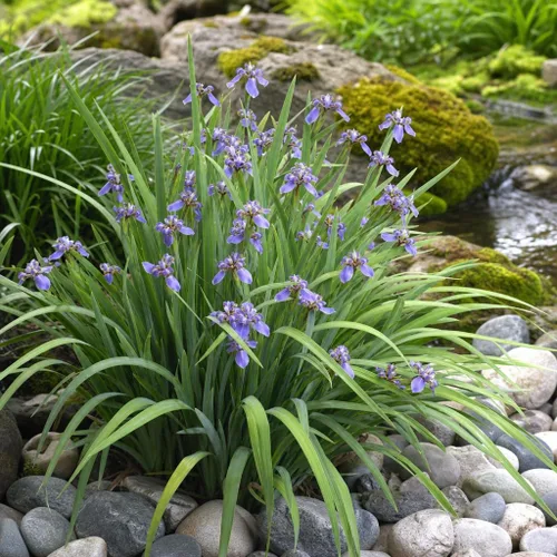 Vista 4 de Walking Iris Regina 3 plantas vivas Planta apóstol gigante Espécimen floreciente fragante exótico