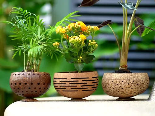 Vista 4 de Rainforest Bowls Horizons - Maceta de coco con orificio de drenaje, perfecta para suculentas, flores, plantas pequeñas, jardines interiores