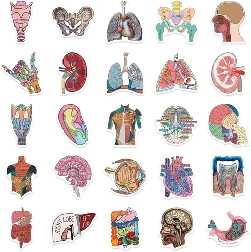 Vista 6 de Anatomy Pun Stickers Human Anatomy Sticker Water Bottle Stickers for Teens Waterproof Vinyl(50Pcs)
