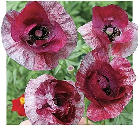 Vista 4 de Park Seed Semillas de plantas de flores de amapola, fáciles de cultivar, perfectas para jardín de primavera, gris increíble, paquete de 100