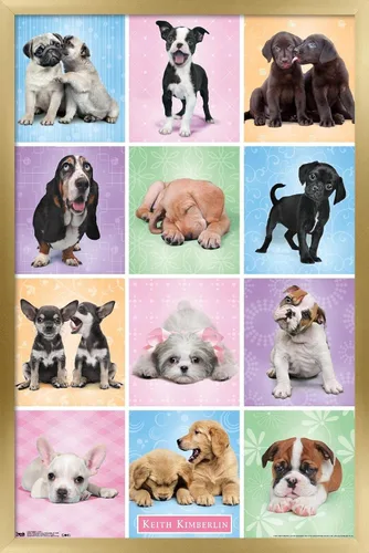 Vista 13 de Trends International Póster de pared Puppies Cuties, 22.375 x 34 Versión con marco negro