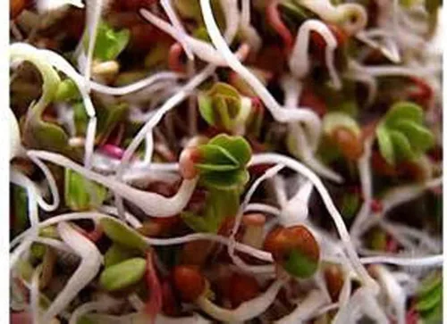 Vista 5 de Mezcla de germinación de Megan's de 8 onzas, mezcla perfecta de semillas de germinación de frijol mung, alfalfa, brócoli y rábano, sin OMG, Country