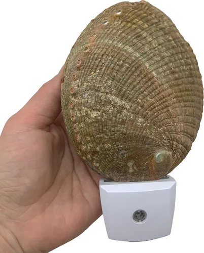 Vista 3 de PEPPERLONELY Conchas de mar de abulón verde natural, luz nocturna náutica natural conchas de mar decoración del hogar, sensor automático LED luz