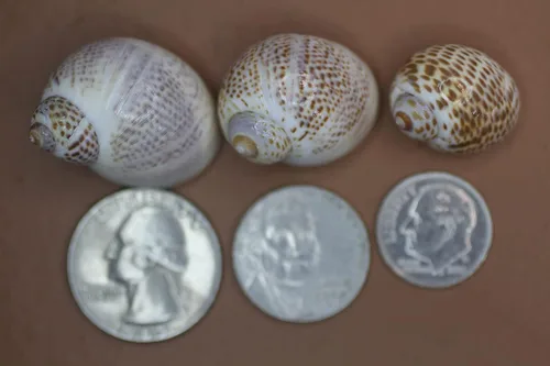 Vista 5 de Conchas marinas Natica Tigerina para cualquier proyecto de manualidades. Se venden en paquetes de 50 ~ Pequeñas, estampadas por la naturaleza y un