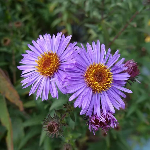 Vista 4 de Eden Brothers Semillas Aster de Nueva Inglater