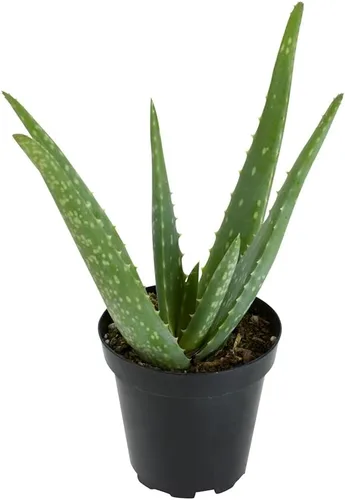 Vista 10 de Planta de aloe vera plantas suculentas vivas (paquete de 3), plantas suculentas vivas de aloe vera, planta de aloe vivo en maceta de aloe, plantas