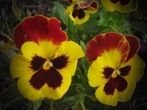 Vista 4 de Semillas Cool Wave Fire Pansy Viola Flowers Anual