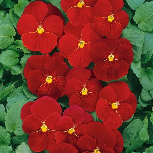 Vista 7 de Outsidepride Semillas de pensamiento de viola escarlata para plantar, 1000 piezas. Flores bienales, resistentes al frío y aptas para polinizadores