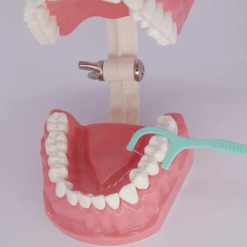 Vista 6 de Modelo de dientes dentales Typodont para cepillar hilo dental Práctica Demostración Enseñanza Estudiar 1:1 Tamaño estándar