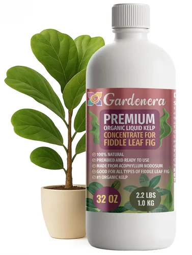 Vista 31 de GARDENERA Superalimento orgánico prémium de algas marinas y algas marinas para plantas AROID - 32 oz - Concentrado de fertilizante líquido de algas