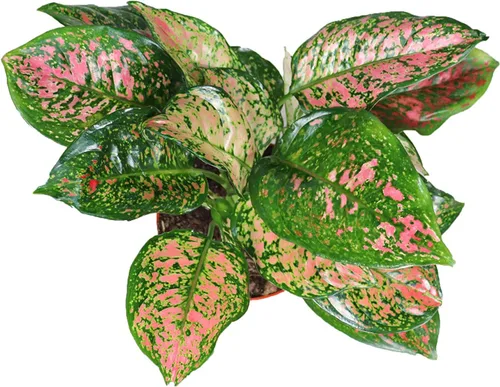 Vista 2 de Dama de hoja perenne china de San Valentín - 4'' de California Tropicals
