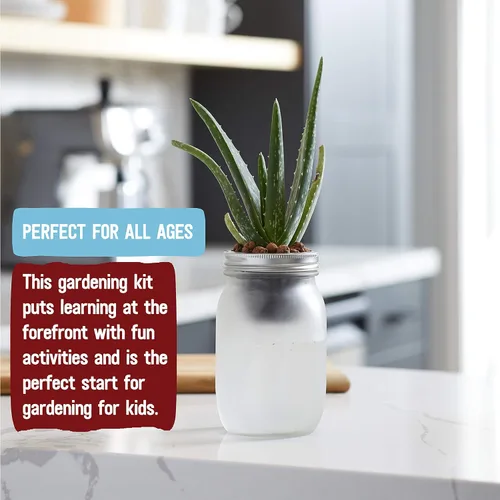 Vista 2 de Back to The Roots Kit de cultivo de riego automático: macetas hidropónicas de vidrio para suculentas y sistema de riego automático de cactus