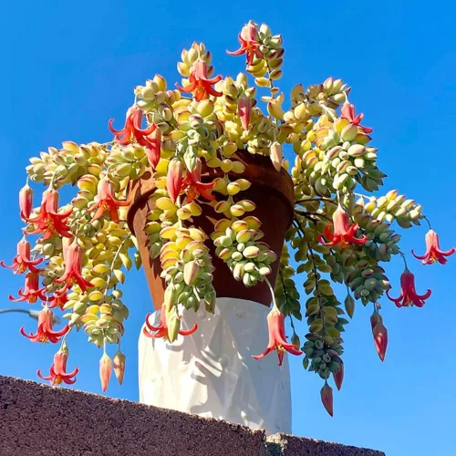 Vista 3 de Cotyledon Pendens - Planta viva suculenta en maceta, planta de casa rara para decoración del hogar y la oficina, cultivo en interiores y exteriores
