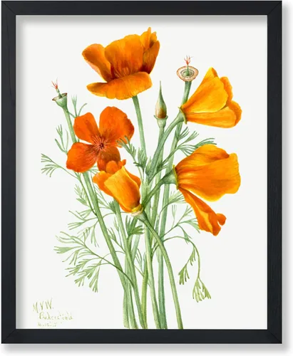 Vista 50 de Poster Master Póster vintage Overbeck – Impresión de acuarela retro – Regalo para artistas, amigos, girasoles, hermoso, botánico, planta