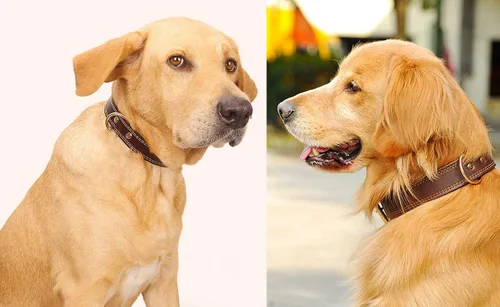 Vista 2 de Collares de perro personalizados – Collar de cuero personalizado con placa de nombre grabada – Collar de perro de cuero suave personalizado