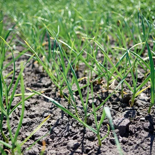 Vista 7 de Bombillas de ajo musical para plantar jardín, paquete de 4 bombillas, bombillas de ajo musical para plantar en otoño.