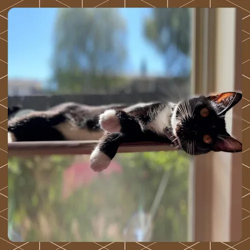 Vista 3 de Percha de seguridad para ventana de gato, con soporte inferior de 360 °, para cualquier gato