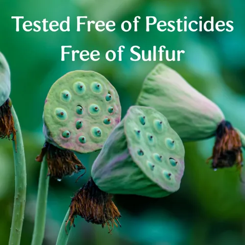 Vista 8 de Clear Source Semilla de loto de hierbas (Nelumbinis nucifera Semen, Lian Zi) – Orgánico certificado por USDA – Té de hierbas, decocciones, congee e