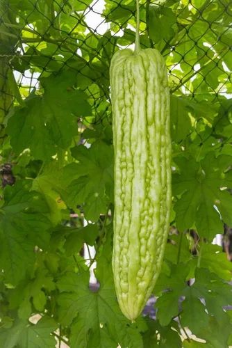 Vista 8 de 40 semillas de melón amargo para plantar: semillas de ampalaya y calabaza amarga, semillas de vegetales para jardín doméstico, contenedor o cultivo