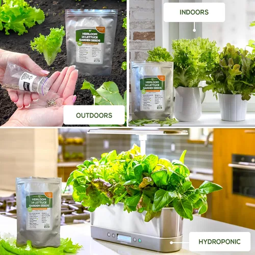 Vista 3 de Semillas de jardín de lechuga y ensalada para plantar, más de 6400 semillas de verduras cultivadas en Estados Unidos sin OMG para cultivo doméstico