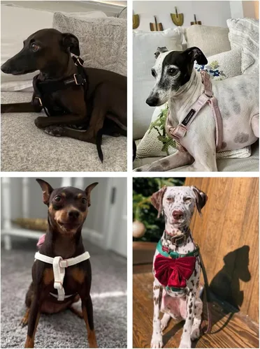 Vista 2 de ARING PET Arnés halter para perro, arnés de terciopelo para perro, arnés halter para perro sin tirones, arnés ajustable resistente para perros