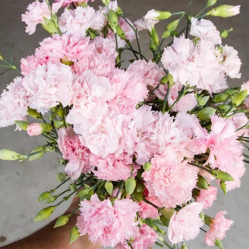 Vista 5 de CHUXAY GARDEN Pink Dianthus Caryophyllus-La France Clavel, Clavo Rosa 50 Semillas Día de los Caídos Flower Show Amor Jardinería única Beauyiful Flor