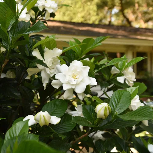 Vista 3 de Planta viva Perfect Plants August Beauty Gardenia, maceta de 1 galón