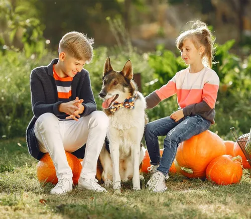 Vista 30 de Tunkoo Collar de otoño para perro con elegante pajarita, duradero, ajustable y elegante collar de otoño para mascotas, disponible en tamaño pequeño