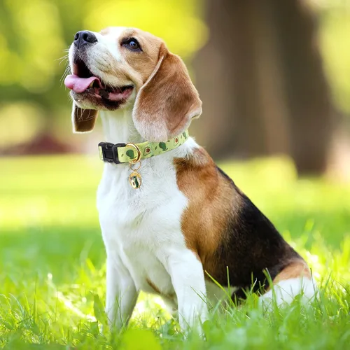 Vista 6 de Collar de perro hecho a mano para perros pequeños, medianos y grandes, verde aguacate con colgante, collares de moda para otoño e invierno (pequeño)