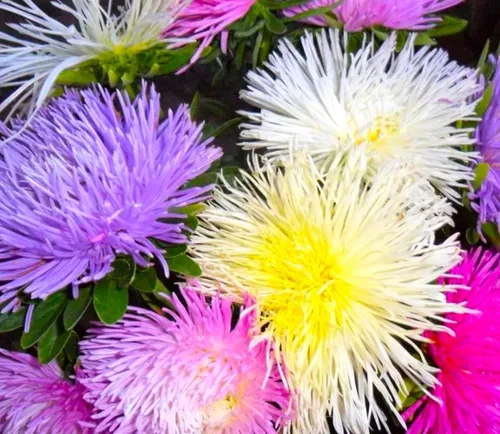 Vista 2 de Needle Aster Mix 200 semillas para plantar