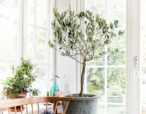 Vista 2 de Gardenera - Mezcla para macetas prémium para olivos - Logra la excelencia del olivo con ingredientes naturales - 1 cuarto de galón