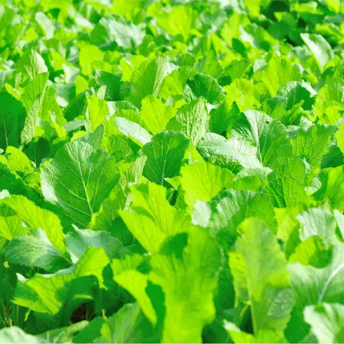 Vista 5 de Semillas de Mostaza (Florida Broadleaf) (1000 Semillas)
