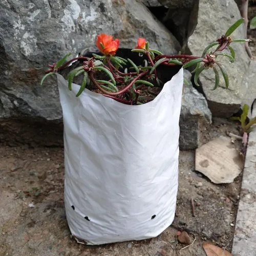Vista 5 de Bolsa de cultivo de polietileno de 1 galón, bolsa de cultivo de 50 unidades, película de panda, blanco y negro