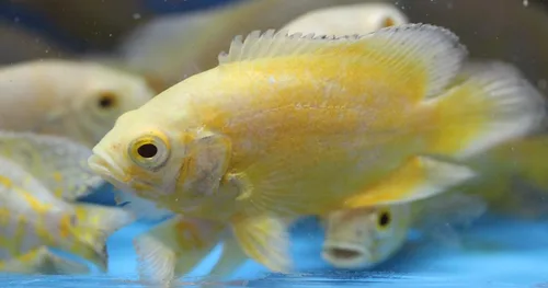 Vista 2 de Limón Oscar Cíclidos 2" Peces tropicales vivos para tanque o acuario