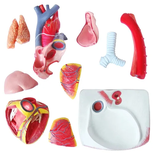 Vista 5 de EVOTECH SCIENTIFIC Modelo de corazón humano de lujo con glándula de timo y base de diaframa, 10 piezas, 1.5X tamaño natural, modelo de corazón