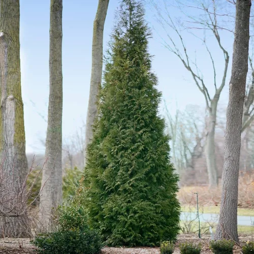Vista 2 de Brighter Blooms - Full Speed A Hedge American Pillar Arborvitae, 1-2 pies - No hay envío a AK, AZ, HI